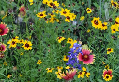 Mixed Flowers img_8615.jpg