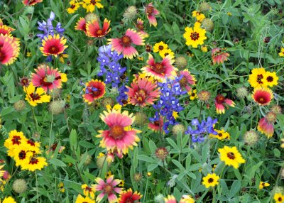 Mixed Flowers img_8617.jpg