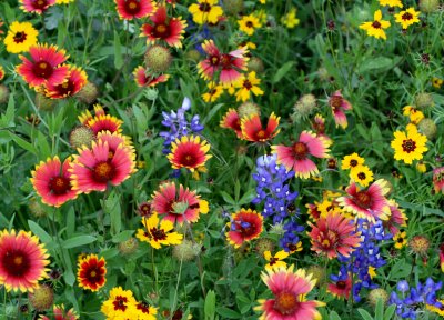 Mixed Flowers img_8618.jpg