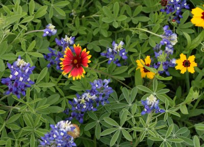 Mixed Flowers img_8621.jpg