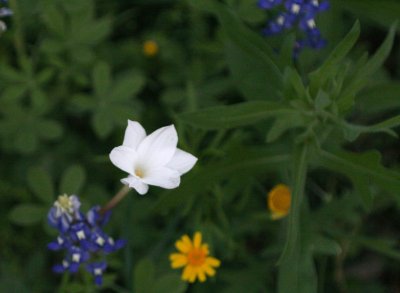 Rain Lily img_8664.jpg