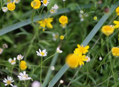Asters? img_8602.jpg
