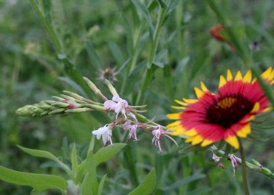 Gaura and Indian Blanket img_8659.jpg