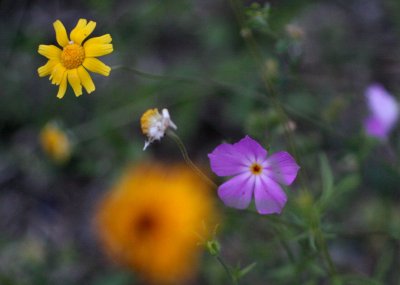 uh. Flowers img_8684.jpg