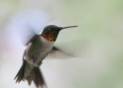 Ruby-Throated Hummingbird male x  mybkyd img_8851.jpg