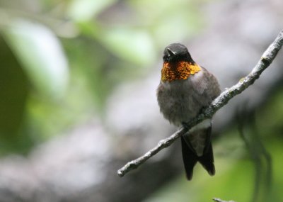 Ruby-Throated Hummingbird male x  mybkyd img_8874.jpg