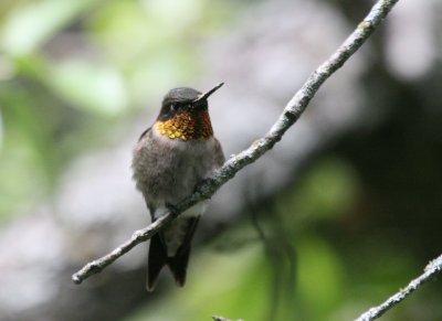 Ruby-Throated Hummingbird male x  mybkyd img_8875.jpg