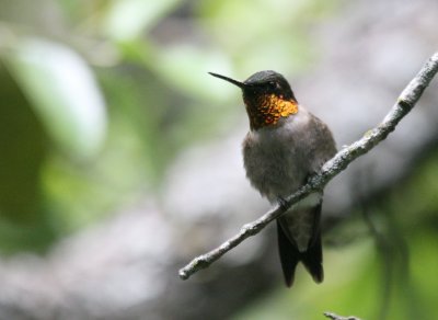 Ruby-Throated Hummingbird male x  mybkyd img_8877.jpg