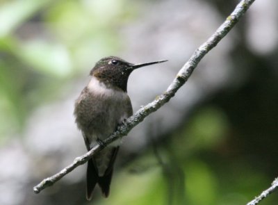 Ruby-Throated Hummingbird male x  mybkyd img_8879.jpg