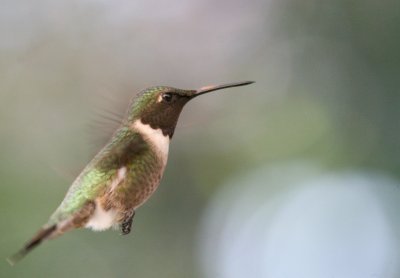 Ruby-Throated Hummingbird male x  mybkyd img_8932.jpg