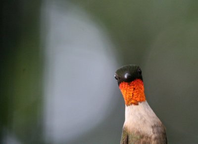 Ruby-Throateded Hummingbird male  mybkyd img_8424.jpg
