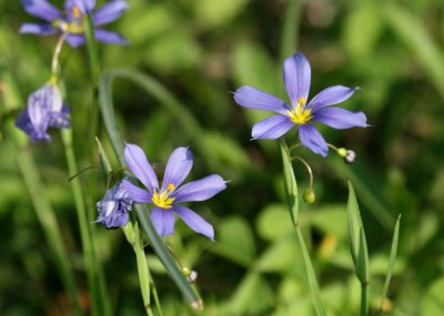 Blue-Eyed Grass BCB img_8826.jpg