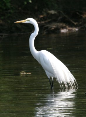 Great Egret  BCB GCP pond 8801.jpg