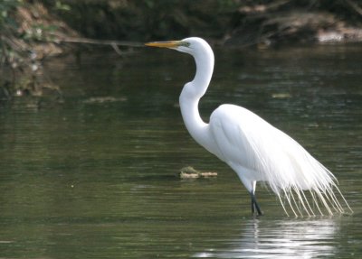 Great Egret  BCB GCP pond 8803.jpg