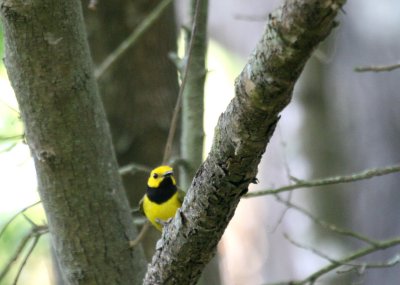 Hooded Warbler  Blucher Park img_8717.jpg