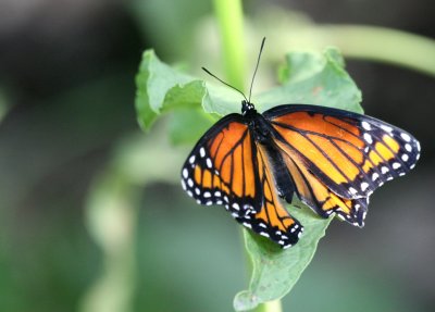 Spring Monarch img_8820.jpg