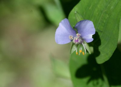False Dayflower (Commelinatia anomala) mybkyd img_8911.jpg