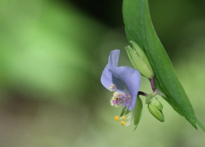 False Dayflower (Commelinatia anomala) mybkyd img_8912.jpg