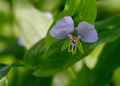 False Dayflower (Commelinatia anomala) mybkyd img_8914.jpg