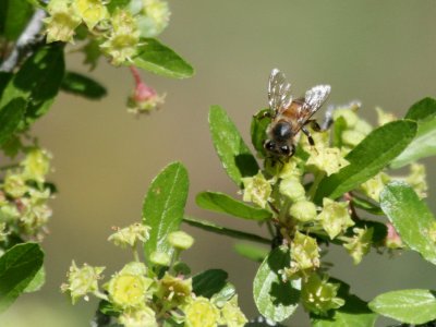 Honey Bee Cath-Rock Pk img_8934.jpg