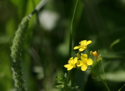 Silver Bladderpod (Lesquerella argyraea) img_9158.jpg
