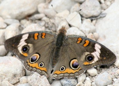 Common Buckeye (Junonia coenia) butterfly @ Leon Creek Greenbelt park img_9379.jpg