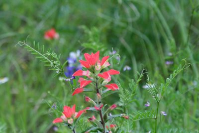 Indian Paintbrush Crown Ridge Pk img_9405.jpg