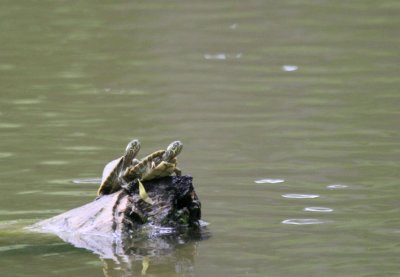 Young Sliders  Leon Creek Greenbelt park img_9369.jpg