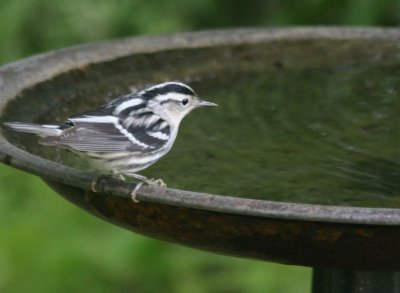 Black White Warbler mybkyd img_9358.jpg