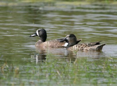 Blue-Winged Teal  BCB img_9214.jpg