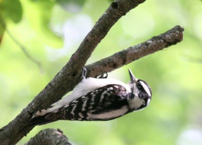 woodpeckers