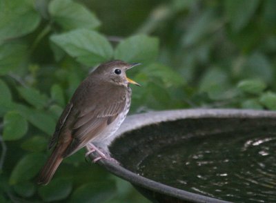 Hermit Thrush  mybkyd img_9000.jpg