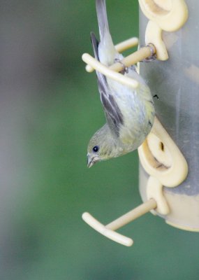 Lesser Goldfinch female  mybkyd img_8979.jpg