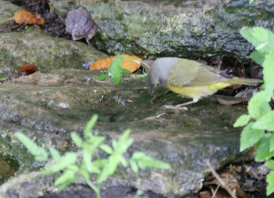 Nashville Warbler mybkyd img_9421.jpg