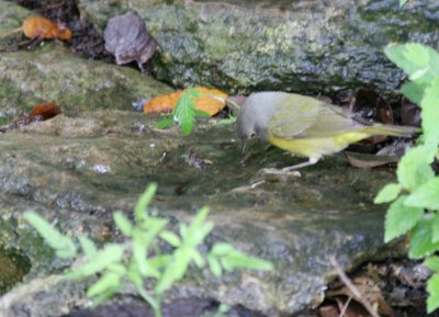 Nashville Warbler  mybkyd img_9421.jpg