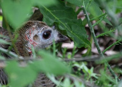 A Wild Turkey Hen on her nest img_9471.jpg