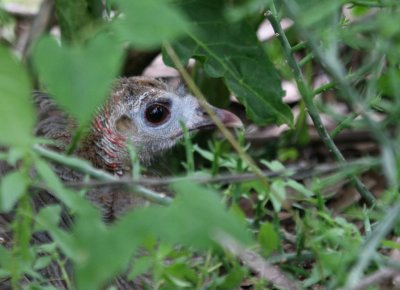 A Wild Turkey Hen on her nest img_9488.jpg