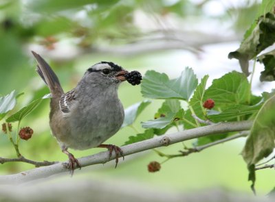 White-Crowned Sparrow img_00098.jpg
