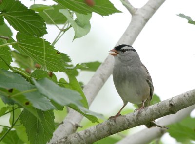 White-Crowned Sparrow img_0219.jpg