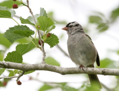 White-Crowned Sparrow img_0230.jpg