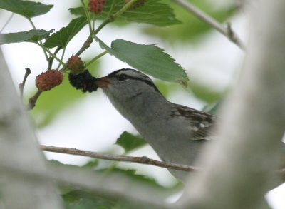White-Crowned Sparrow img_0295.jpg