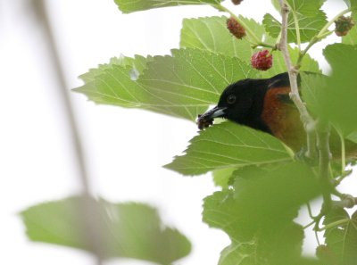 Orchard Oriole  Mulberry Tree img_0503.jpg