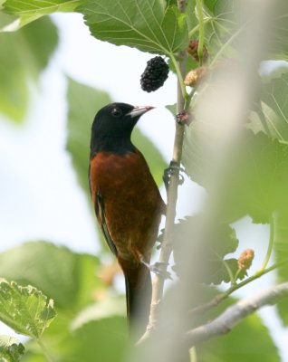 Orchard Oriole  Mulberry Tree img_0549.jpg