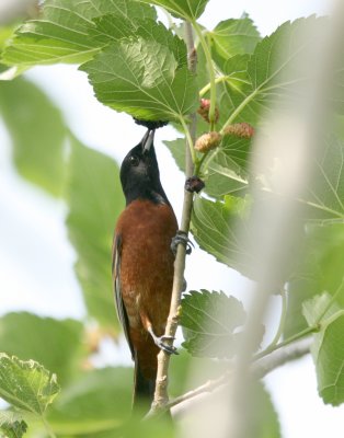 Orchard Oriole  Mulberry Tree img_0551.jpg