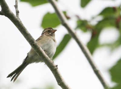 Clay-Colored Sparrow img_9839.jpg
