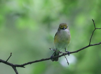 White-Eyed Vireo  Tobin Pk img_0456.jpg