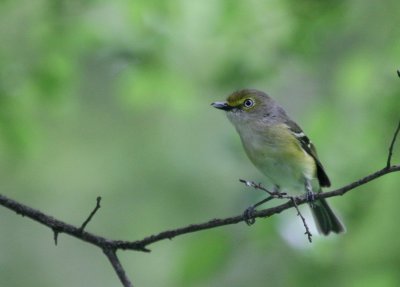 White-Eyed Vireo Tobin Pk img_0457.jpg
