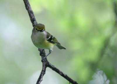 White-Eyed Vireo Tobin Pk img_0460.jpg