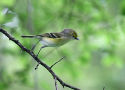 White-Eyed Vireo launch  Tobin Pk img_0454.jpg