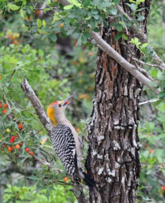 GF WP  Agararita berries  Devils Den img_0686.jpg